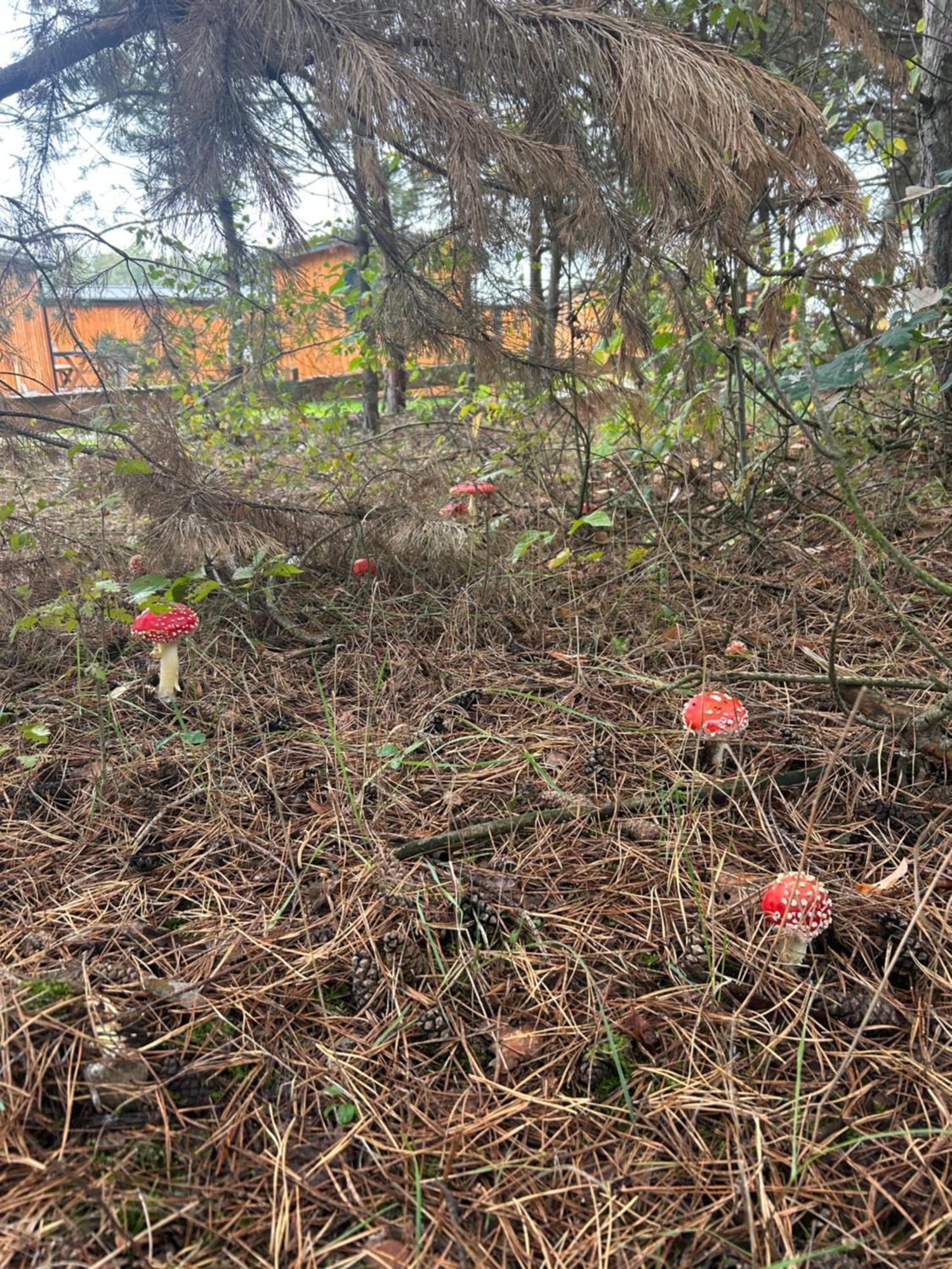 Zacisze Obok Suntago Park Hotel Grabce-Towarzystwo Buitenkant foto